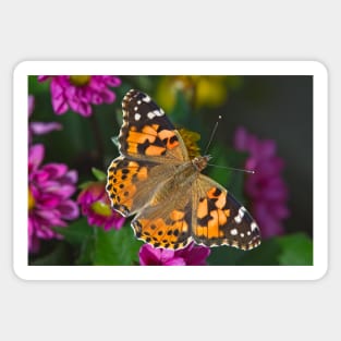 Painted Lady Butterfly (Vanessa cardui) Sticker